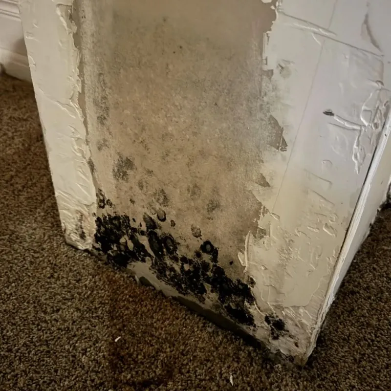 Professional Mold Removal in Oxford, AL